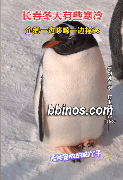 2023122710 华北至江南遭遇寒潮 新年前冰冷攻势给企鹅带来震颤