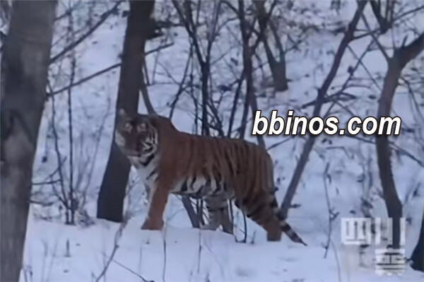 2023123020 野生东北虎闯城记 网友热议珍稀猫科明星